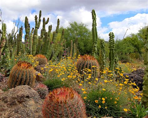 Cactus Garden | Desert garden, Arizona gardening, Desert landscaping