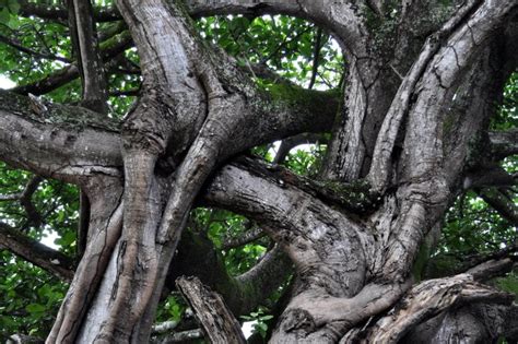 Free picture: intertwined, branches, large, tree