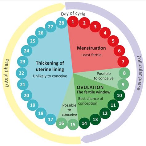 How to determine when you are ovulating? - Kanaa - Turning Dreams Into ...