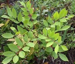 Fels Naptha Soap, Poison Ivy, Poison Oak and Sumac - PREPAREDNESS ADVICE