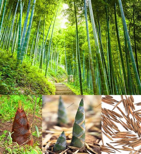 Moso bamboo seeds - Perennial Ornamental Plants for Home Garden Plant ...