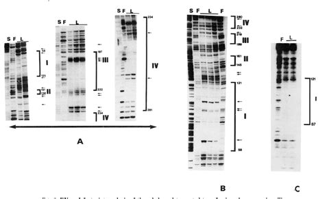 Figure 2 from The enhancer of the human transferrin gene is organized in two structural and ...