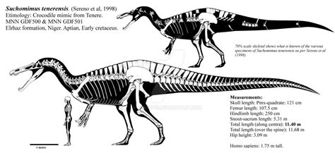 Suchomimus tenerensis skeletal reconstruction. by Franoys | Skeletal ...