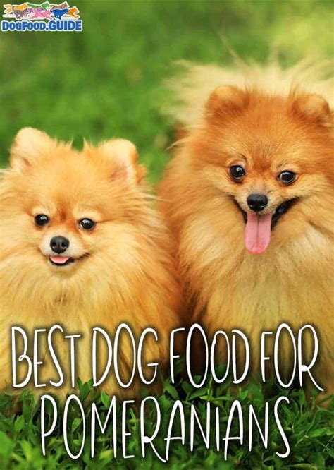 Best Dog Food for Pomeranian in 2022: The Healthiest Options!