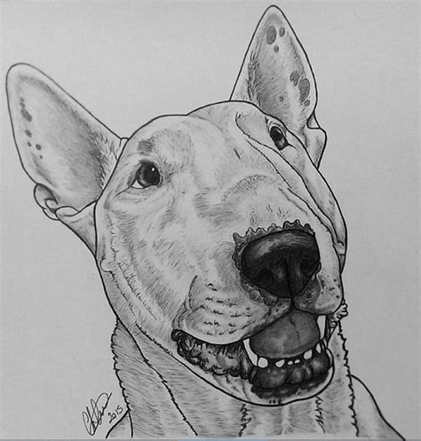 English Bull Terrier Sketch ~ Bull Terrier English Draw Pets Drawing Drawings Deviantart ...