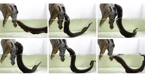 Leapin’ eels! Video shows they attack with zaps