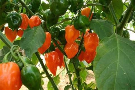 How to Make a Fortune Growing Habanero Pepper - Hort Zone