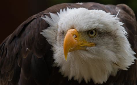 Aigle Fond d'écran HD | Arrière-Plan | 2560x1600 | ID:114308 - Wallpaper Abyss