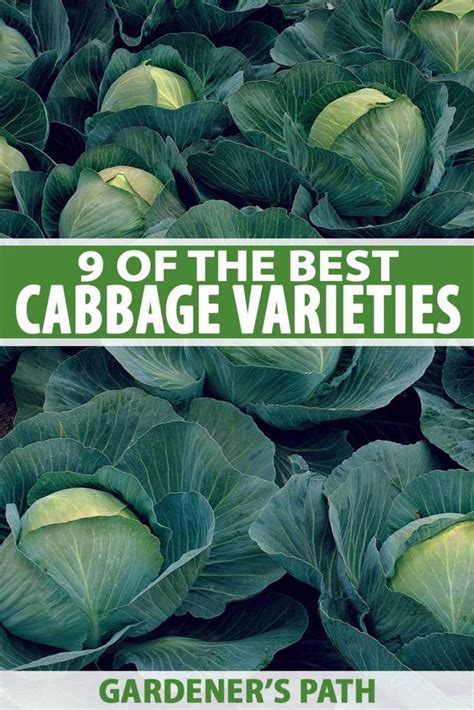 9 of the Best Cabbage Varieties | Gardener's Path