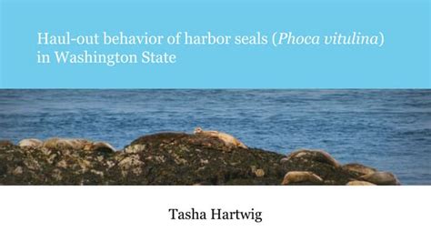 Capstone - Harbor Seal Behavior Research Presentation | PPT | Free Download