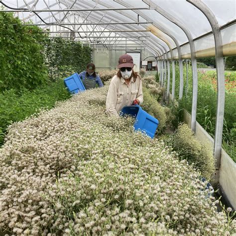 Boosting Lettuce Seed Yields with Shaking Technique | Dan Brisebois