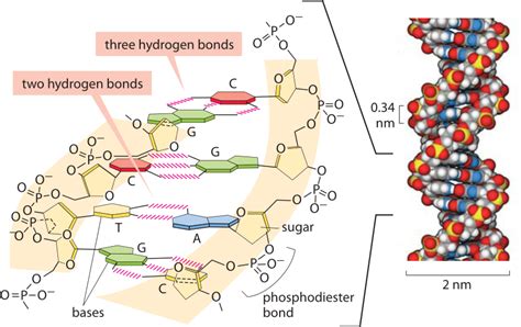 Image result for hydrogen bonding hydrophobic bond phosphodiester bond dna structure | Hydrogen ...