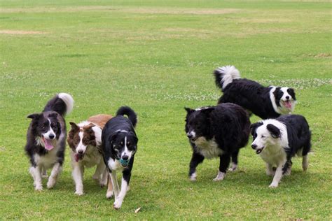 A pack of border collies playing fetch : BorderCollie