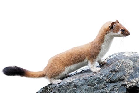 Stoat Facts for Kids | Stoat Habitat | DK Find Out