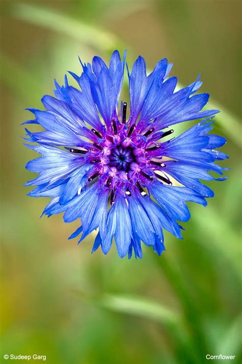 Beautiful Cornflower Flower Common Name 8+