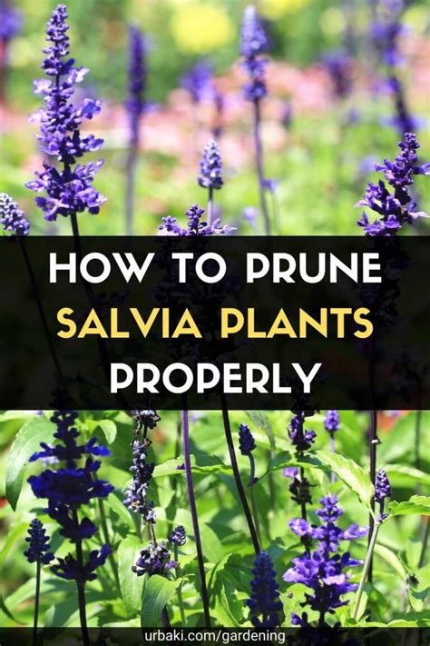 How to Prune Salvia Plants Properly