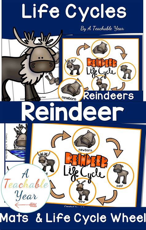 Reindeer Life Cycle Activities and Worksheets | Life cycles activities ...