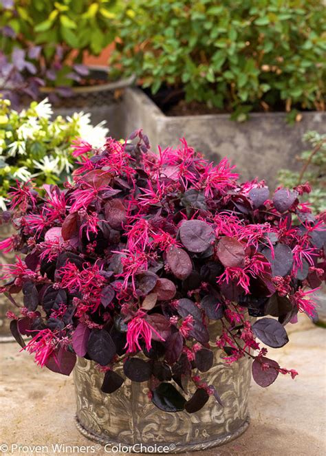 Loropetalum – The Guide to Growing Chinese Fringe Flower | Proven Winners