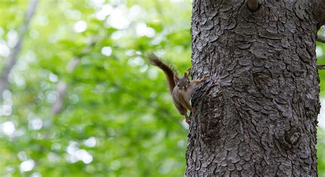 Huch! Foto & Bild | tiere, wildlife, säugetiere Bilder auf fotocommunity