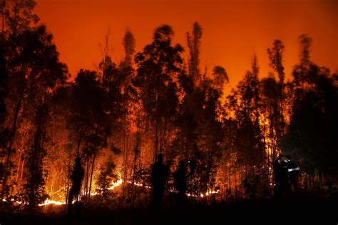 Kebakaran Hutan: Ratusan kehilangan tempat tinggal - UTUSAN SARAWAK