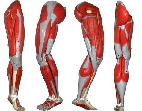 Lower Leg Muscle Diagram Labeled