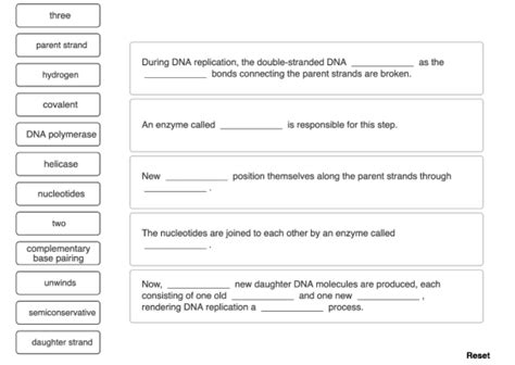 Complete each sentence to explain DNA replication. three parent strand as the During DNA ...
