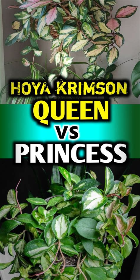 Hoya krimson queen vs princess Evergreen Plants, Ornamental Plants ...