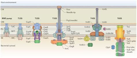 Bacterial Secretion System Immunology Reagents - Creative Diagnostics