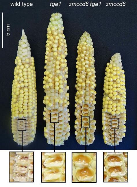 University of Florida Researchers Discover Missing Piece In…