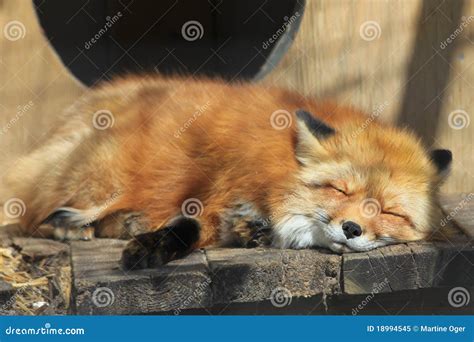 Baby Red Fox. Royalty Free Stock Photo - Image: 18994545