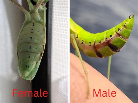 Praying Mantis Gender: How to Identify Male or Female