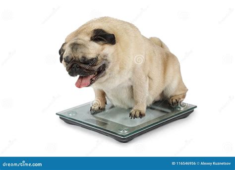 Fat Pug Dog Weighting on Floor Scales in a Studio Stock Photo - Image ...