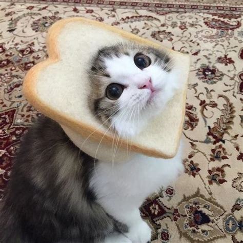 Here's a picture of a cute cat in a bread just because : r/cats