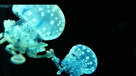Jellyfish Invasion at the National Aquarium in Baltimore - YouTube