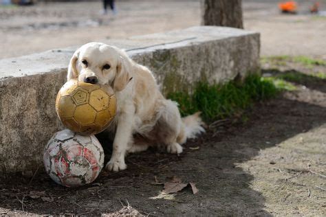 98 Dogs Playing Soccer ideas | dogs, soccer, puppies