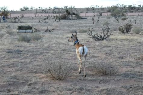 6 Sonoran pronghorn antelope sent to Mexico from breeding program in Arizona | Fronteras