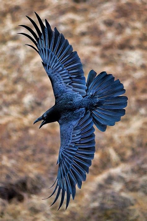 CUERVO | Imagenes de cuervos, Dibujos de aves, Cuervo dibujo