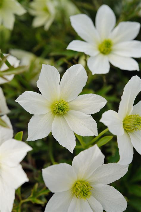 Winter Flowering Clematis (the finished shots) | Jason Ingram | Bristol photographer