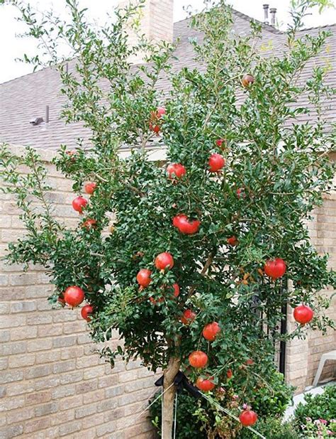 Easy Tips How to Grow Pomegranate From Seed, Grow Your Own Pomegranate - Everything About Garden