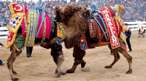 Camel Wrestling Festivals in Turkey