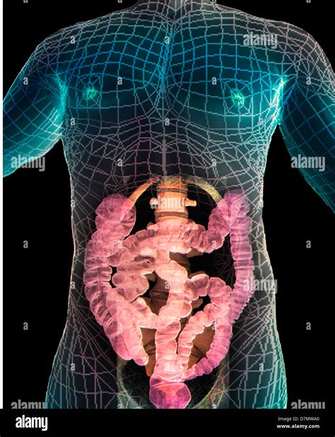 Healthy abdomen, 3D CT scan Stock Photo - Alamy