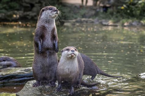 Otter guide: where do they live, what do they eat, and how to identify them - Discover Wildlife