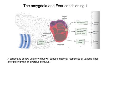 PPT - The Amygdala and Emotional Memory PowerPoint Presentation, free download - ID:4446171