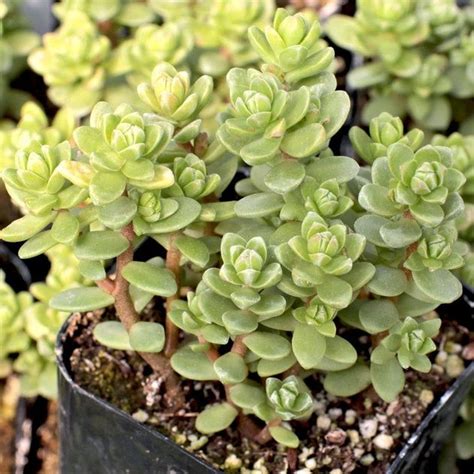 Sedum oaxacanum | Sedum, Succulents, Sedum ground cover