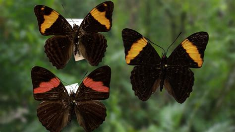 Sex, Lies and Butterflies | Butterfly Mimicry | Nature | PBS