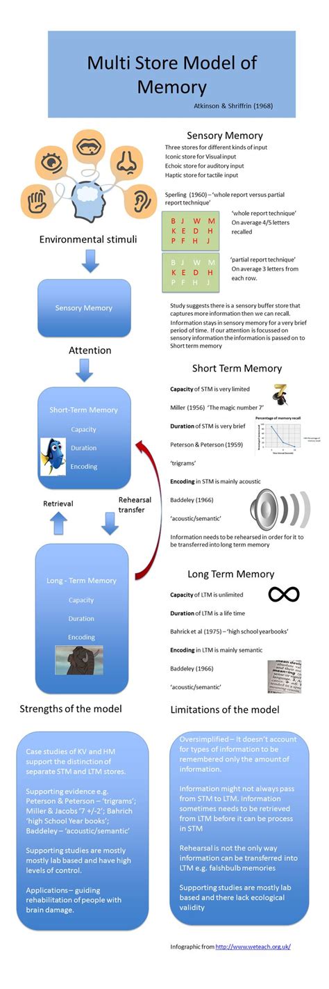 Memory psychology, Psychology notes, Psychology studies