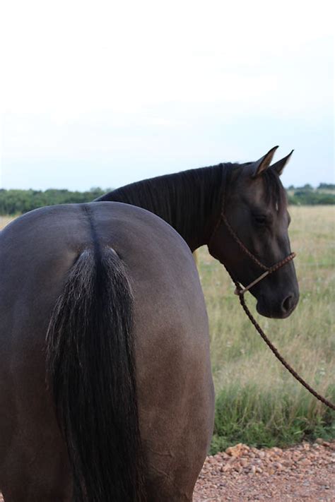 Bowen Cutting Horses | Bowen Cutting Horses