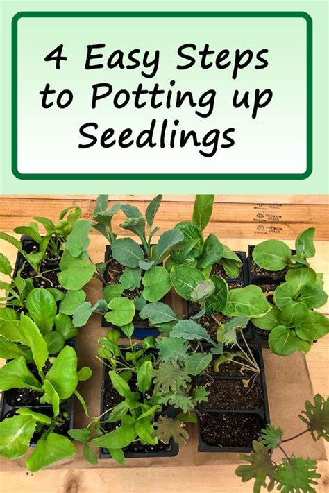 Potting up seedlings is the process of transplanting seedlings into ...