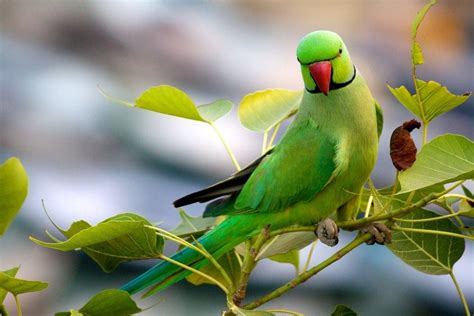 Indian Ring Necked Parakeet Care Guide & Information » Petsoid