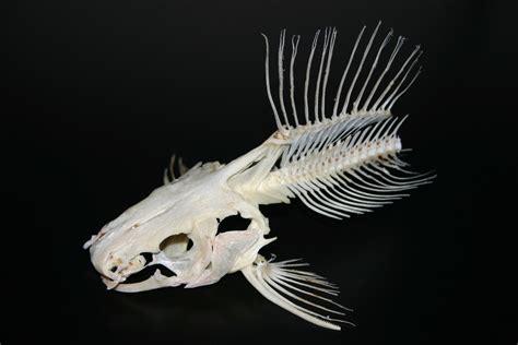 Free photo: Marble Catfish Skeleton - Bones, Catfish, Marble - Free ...